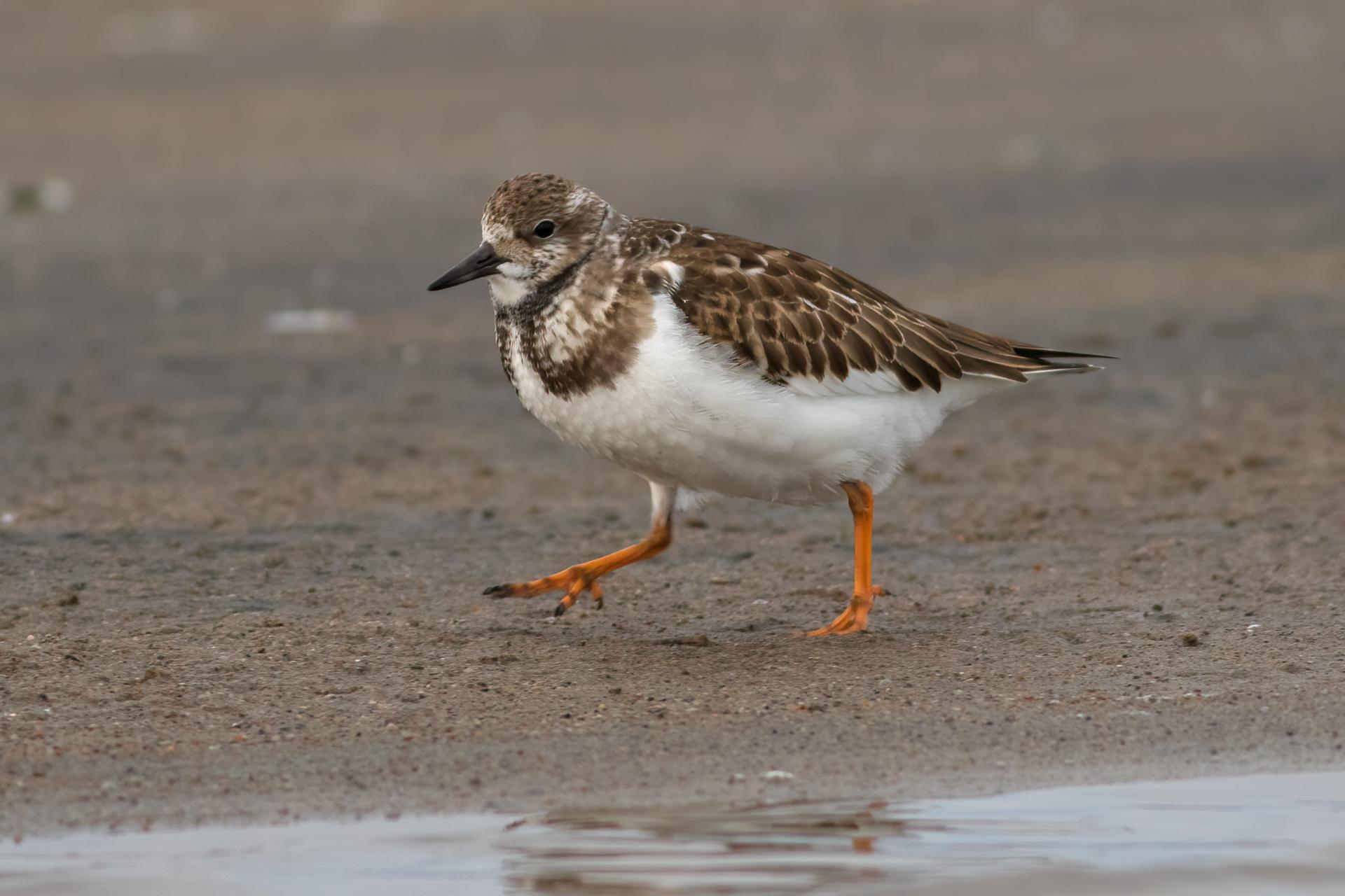 tourne-pierre-a-collier-ruddy turnstone